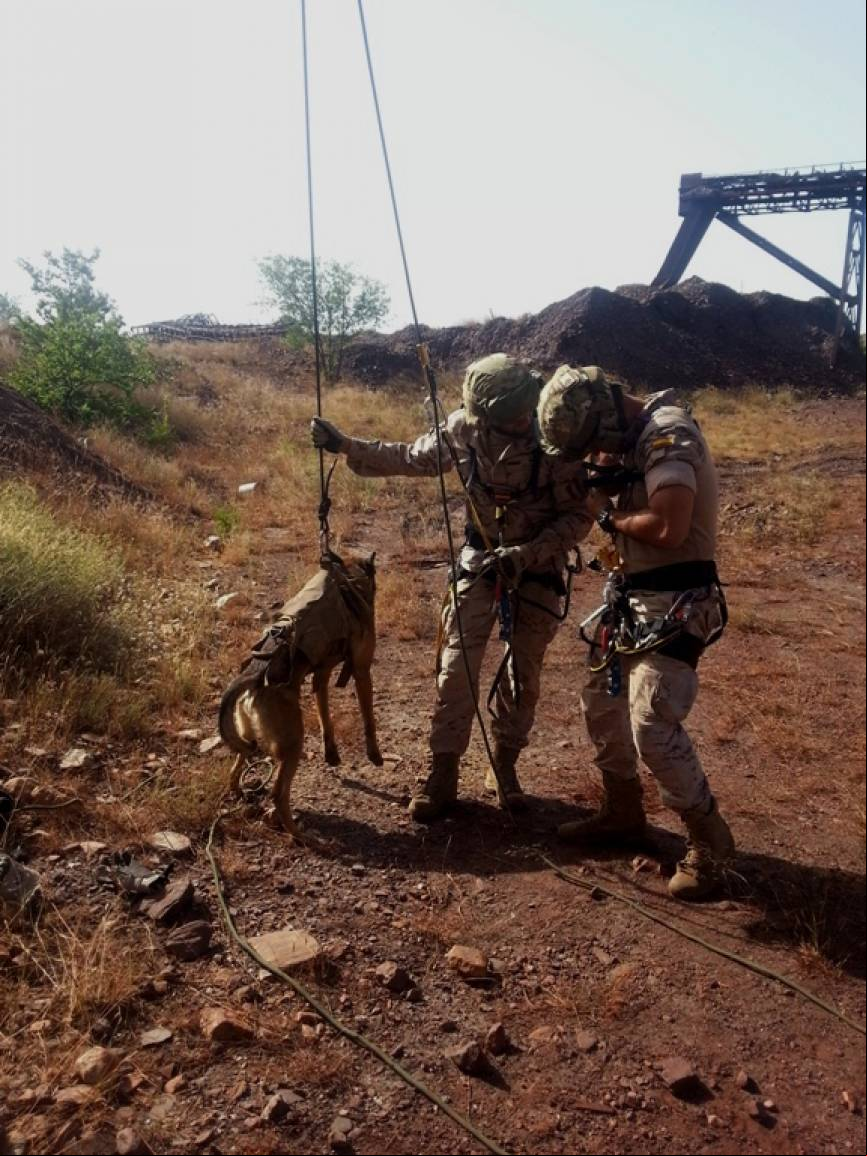 El animal debe ser preparado para realizar movimientos verticales; en la imagen un perro con un arn