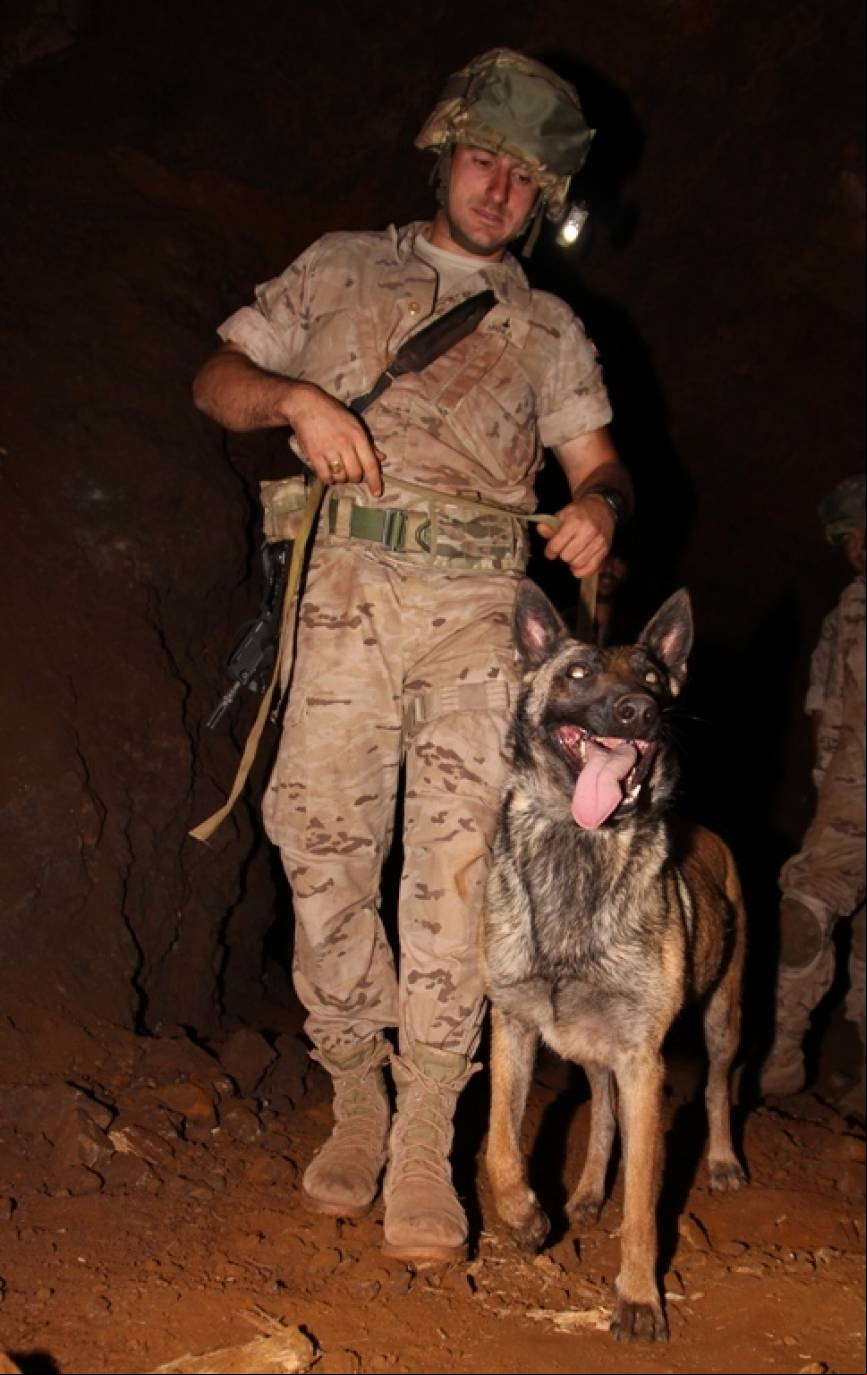 Los perros adiestrados pueden ser muy