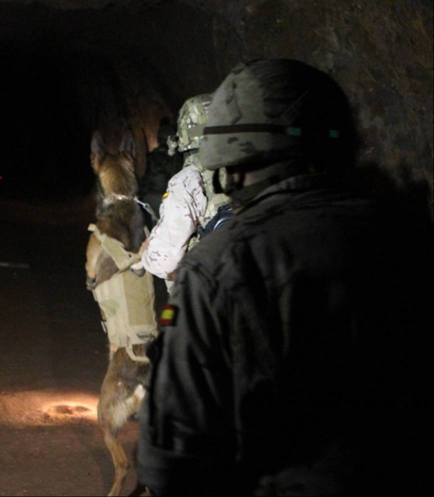 El perro ya parece haber localizado al elemento hostil y permanece alerta para atacar en el momento oportuno
